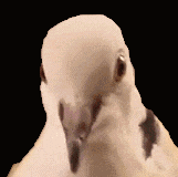 企划主