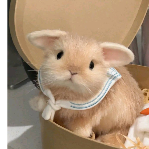 企划主