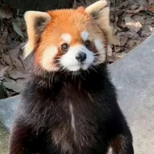 企划主