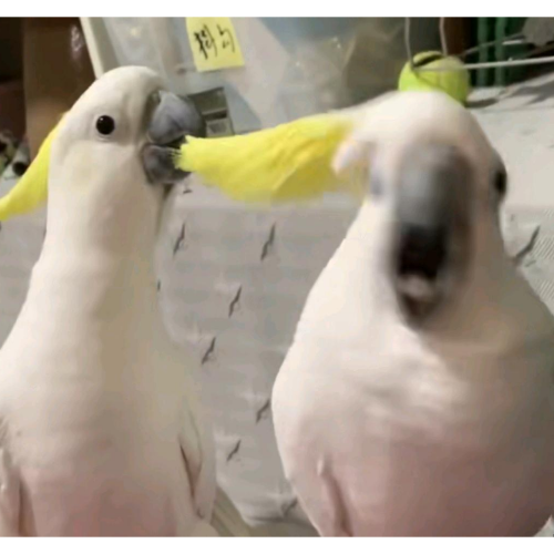 企划主