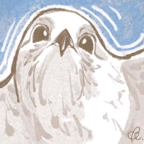 企划主
