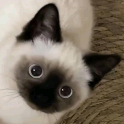 企划主