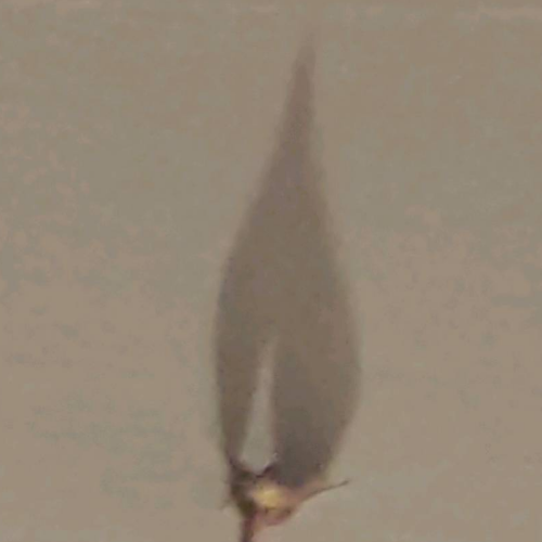 企划主