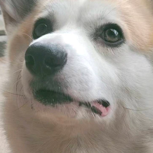 企划主