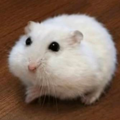 企划主